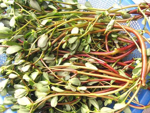 Bất ngờ 7 loại rau được xem là &quot;rau trường thọ&quot;, mọc dại đầy ở Việt Nam, không mất tiền mua nhưng nhiều người không biết ăn - Ảnh 2.
