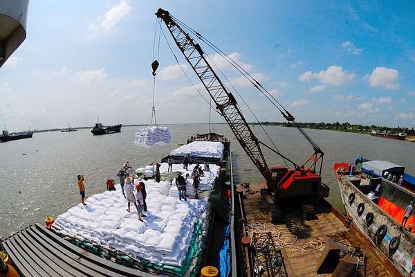 Indonesia chọn nguồn cung từ Việt Nam và Thái Lan để nhập khẩu gạo dự trữ