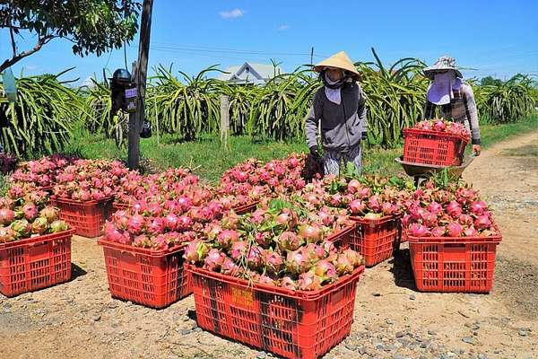 Xuất khẩu nông sản qua các cửa khẩu tại Lào Cai tăng mạnh