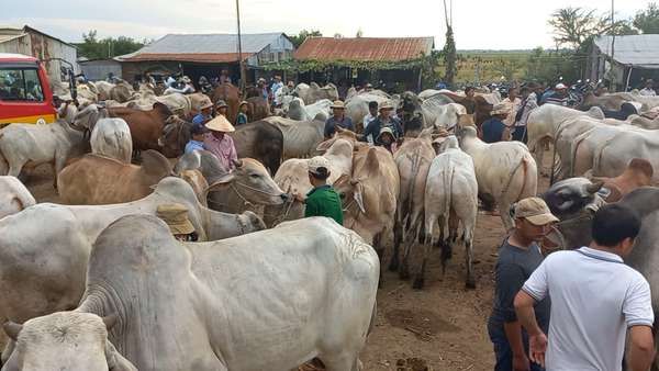 Tỉnh Long An vào cuộc vụ trâu, bò lậu nhập từ Campuchia về Việt Nam