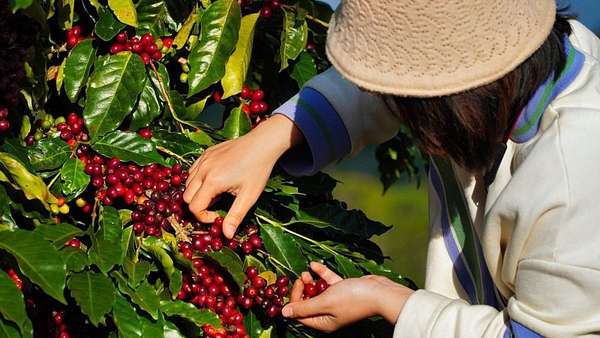 Giá xuất khẩu cà phê Việt Nam đạt mức kỷ lục trong niên vụ 2022-2023