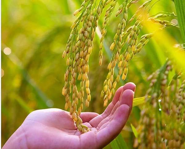 Thành lập Hiệp hội Ngành hàng lúa gạo Việt Nam