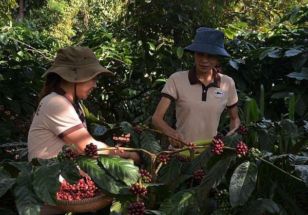 Tiếp tục tăng vọt, giá xuất khẩu cà phê chạm mốc đỉnh 4 tháng