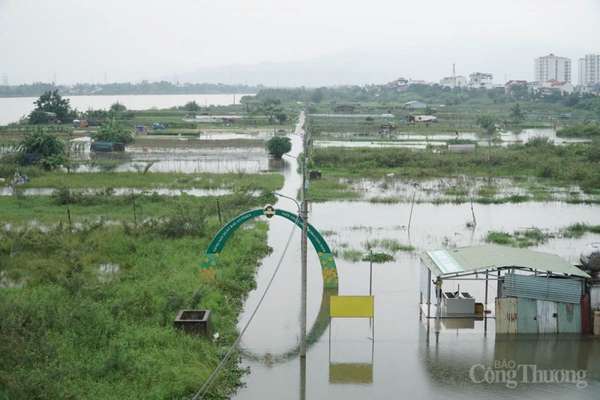 Đà Nẵng: Mưa lớn, làng rau chìm trong nước, giá rau xanh tăng