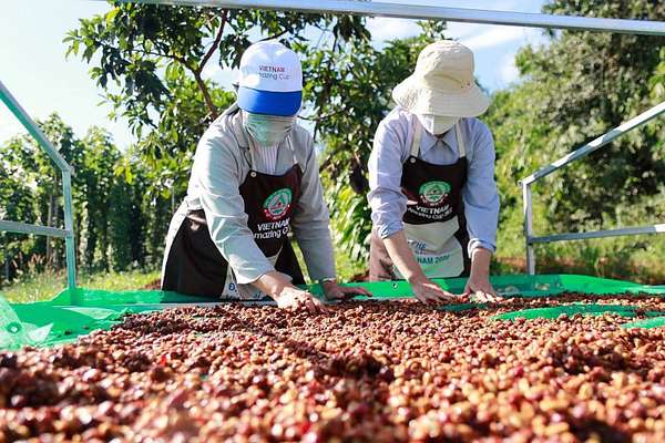 Giá Robusta duy trì đà tăng, xuất khẩu cà phê được lợi