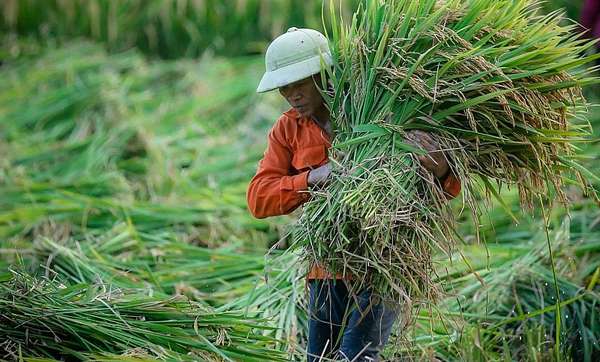 Sản lượng giảm mạnh, Indonesia có thể thiếu đến 1,45 triệu tấn gạo