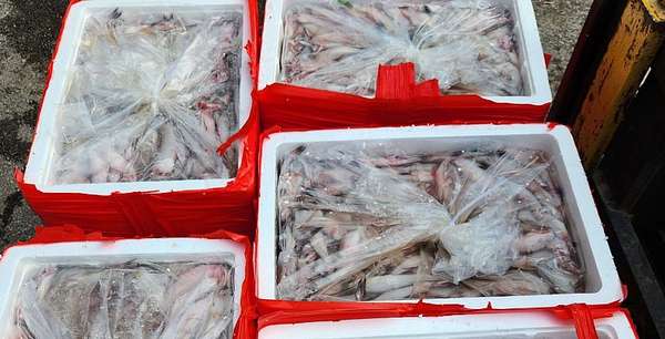 Thanh Hóa: Phát hiện trên 4,5 tấn cá khoai dương tính với chất gây ung thư
