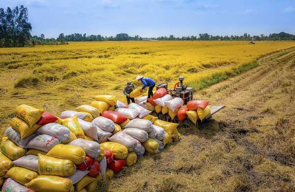 Năm 2024, An Giang đặt mục tiêu kim ngạch xuất khẩu gạo đạt 325 triệu USD
