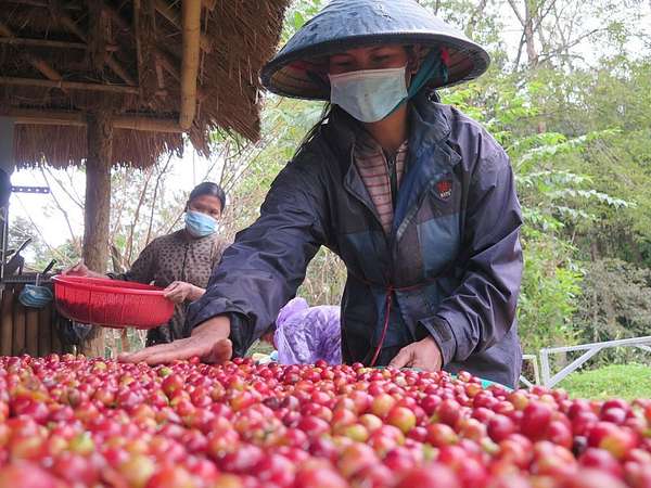 Lo ngại thiếu hụt nguồn cung, giá xuất khẩu cà phê tăng vọt