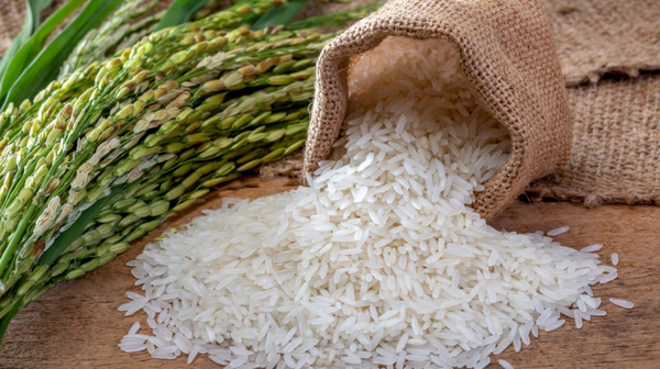 Giá lúa gạo hôm nay ngày 24/2: Giá lúa dứt đà giảm