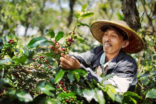 Tăng phi mã, giá xuất khẩu cà phê lên mức cao nhất hai tháng