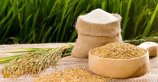 Giá lúa gạo hôm nay ngày 29/3: Giá bình ổn, giao dịch chủ yếu là lúa thơm