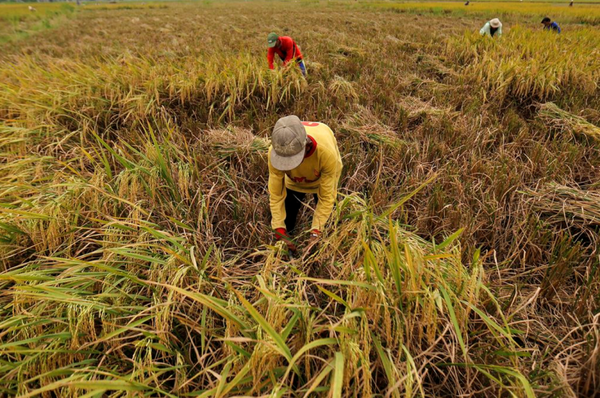 Sản lượng gạo năm 2023 của Indonesia giảm 2% do hạn hán nên nhu cầu nhập khẩu tăng cao