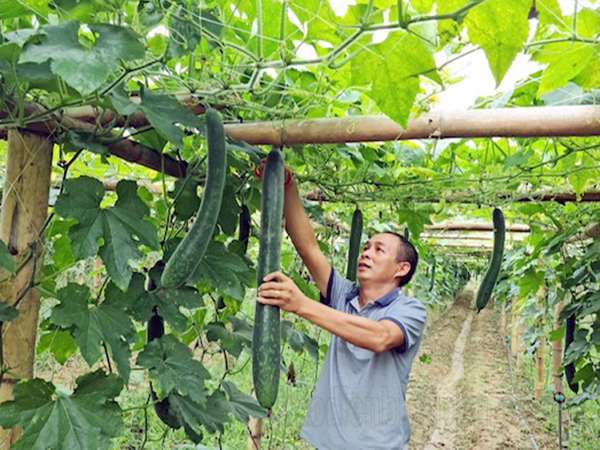 Điện Biên: Ứng dụng khoa học công nghệ nâng tầm sản phẩm nông sản