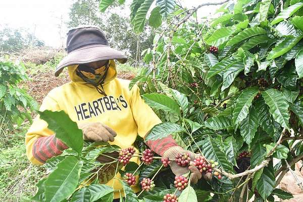 Xuất khẩu cà phê thuận lợi, Việt Nam đẩy mạnh chế biến sâu, sản xuất xanh