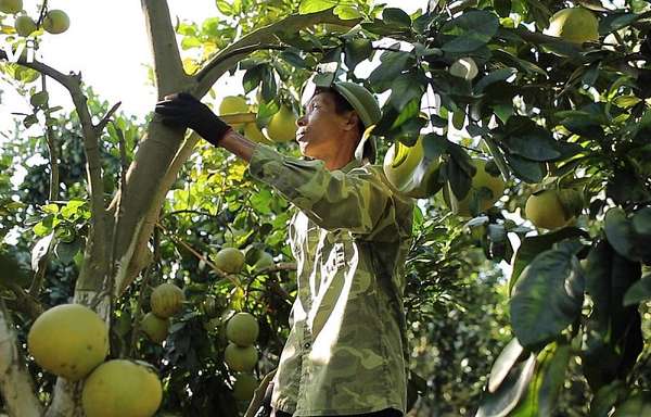 Bắc Giang: Tăng cường xúc tiến thương mại, tìm đầu ra cho trái cây có múi
