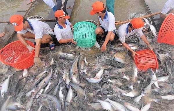 Hiện nay, cá tra Việt Nam xuất khẩu đi hơn 150 quốc gia và vùng lãnh thổ