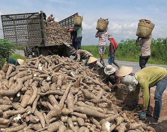 Việt Nam đã thu về gần 1,03 tỷ USD từ xuất khẩu sắn và sản p