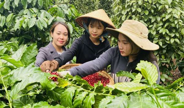 Xuất khẩu cà phê Việt Nam sẽ được hưởng lợi về giá