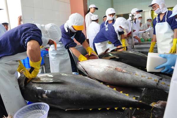 Cá ngừ Việt Nam đang có nhiều lợi thế tại thị trường Anh