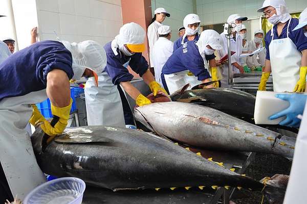 Năm 2023, xuất khẩu cá ngừ đóng hộp sang thị trường Italia tăng tới 456%