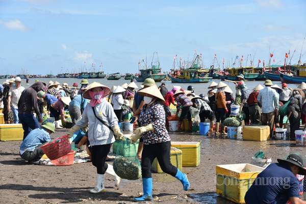 Nam Định: Sốc với giá hải sản rẻ bất ngờ tại chợ cá Giao Hải