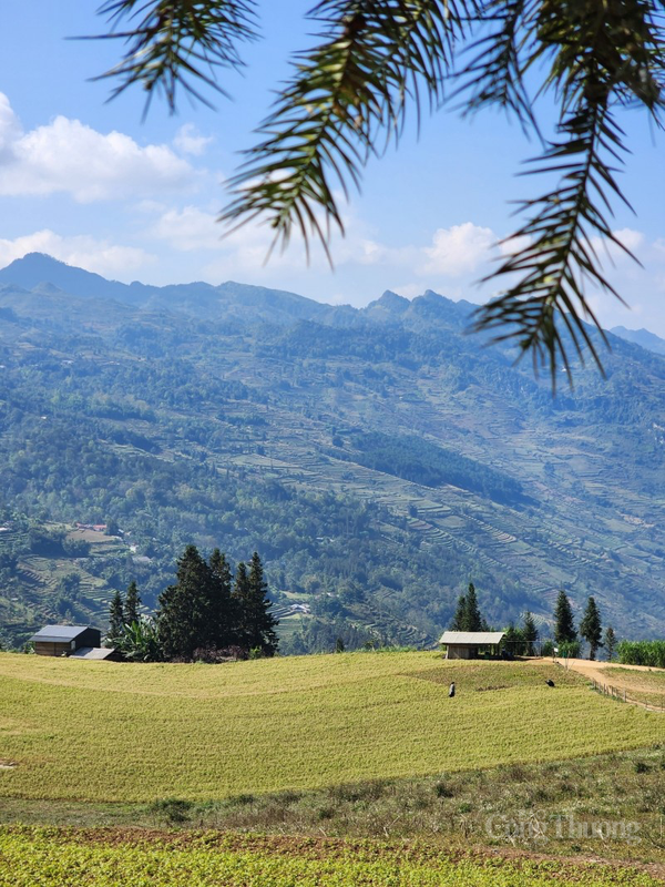 Thảo nguyên Suôi Thầu - “Thụy Sĩ thu nhỏ” ở tỉnh Hà Giang