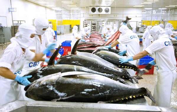 7 tháng đầu năm 2023, xuất khẩu cá ngừ Việt Nam sang Hàn Quốc tăng 2,5 lần