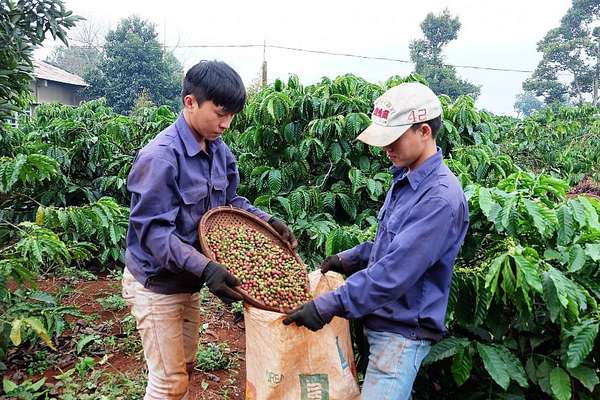 Nửa đầu tháng 11, xuất khẩu cà phê tăng mạnh đạt gần 37.000 tấn