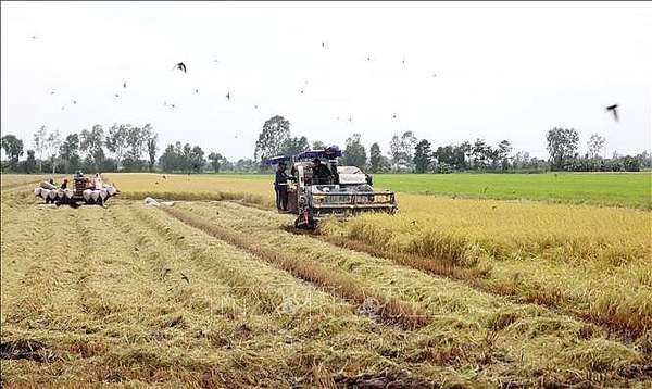 Giá lúa gạo khu vực Đồng bằng sông Cửu Long đã chững lại và tiếp tục duy trì ở mức cao. Ảnh tư liệu: Thu Hiền/TTXVN