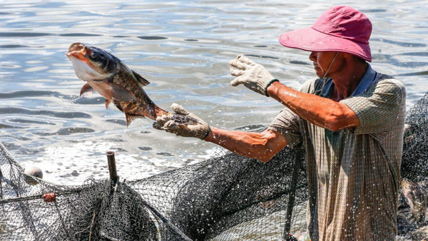 Trung Quốc là nhà mua hàng lớn nhất của cá tra Việt trong 2 tháng đầu năm 2024