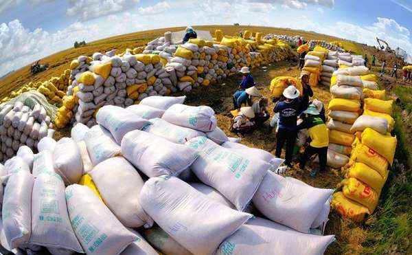 Ấn Độ có khả năng duy trì hạn chế xuất khẩu gạo trong năm 2024