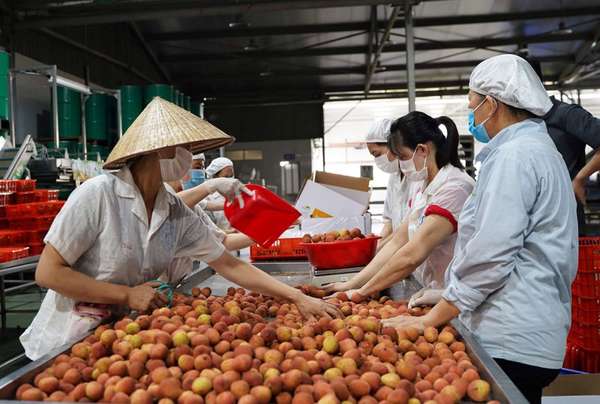 Thực hiện hiệp định EVFTA: Bắc Giang tăng sức cạnh tranh cho sản phẩm xuất khẩu