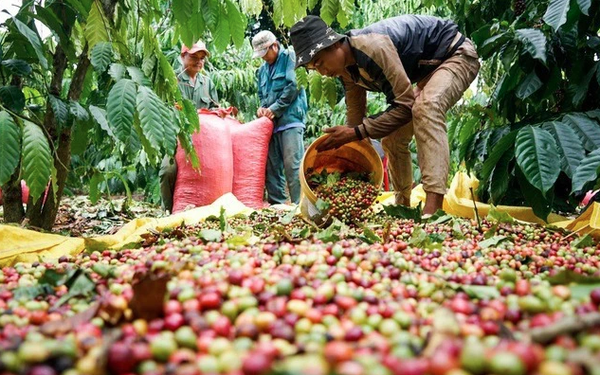 Việt Nam đứng thứ 2 thế giới về xuất khẩu cà phê, chỉ sau Brazil