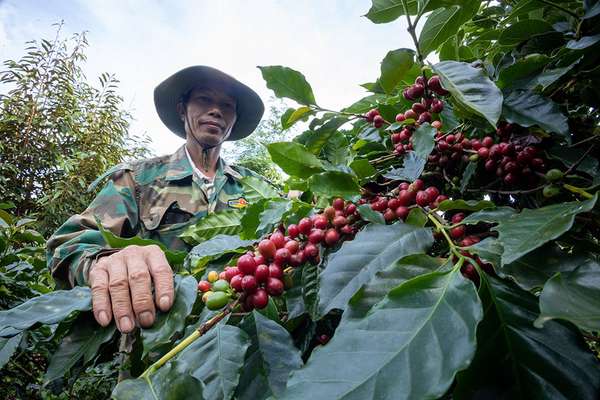 EU là thị trường quan trọng nhất đối với ngành cà phê của Việt Nam