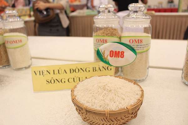 Giá gạo xuất khẩu Thái Lan quay đầu giảm, gạo Việt vững ở mức cao