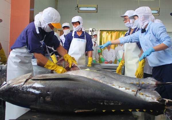 Xuất khẩu cá ngừ đóng hộp của Việt Nam tăng trưởng trở lại