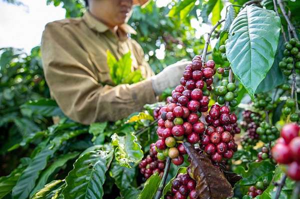 Nguồn cung tiếp tục được bổ sung, giá xuất khẩu cà phê giảm mạnh