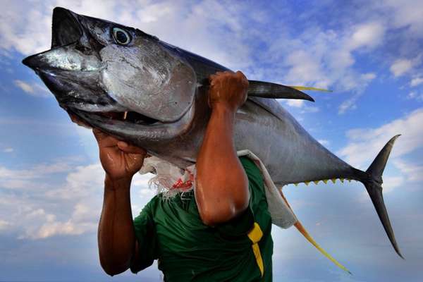 Vì sao Bỉ “out top” những thị trường nhập khẩu cá ngừ của Việt Nam?