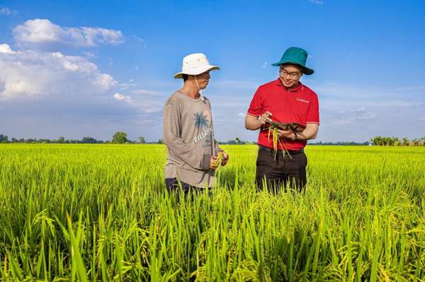 Agribank cung cấp sản phẩm dịch vụ cho Đề án 1 triệu ha lúa chất lượng cao phát thải thấp