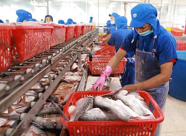 Xuất khẩu cá tra giảm 41% - Báo Đại biểu Nhân dân