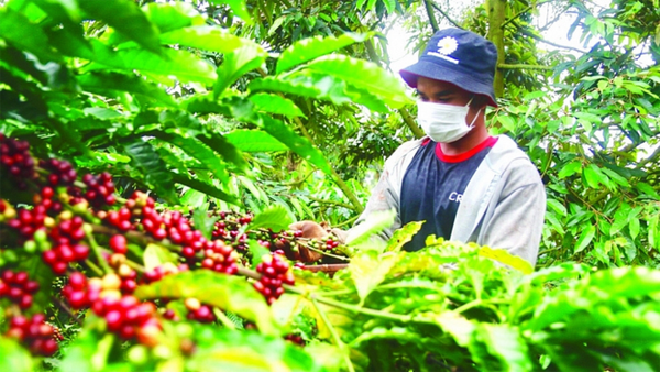 Giá xuất khẩu cà phê bất ngờ quay đầu giảm