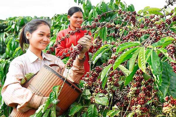 Xuất khẩu nông sản vào Hoa Kỳ: Và những lưu ý cho doanh nghiệp Việt