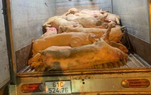 Bình Dương: Ngăn chặn 2 vụ vận chuyển thịt lợn thối đi tiêu thụ