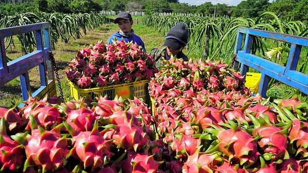 Trung Quốc tiếp tục là thị trường xuất khẩu rau quả lớn nhất của Việt Nam