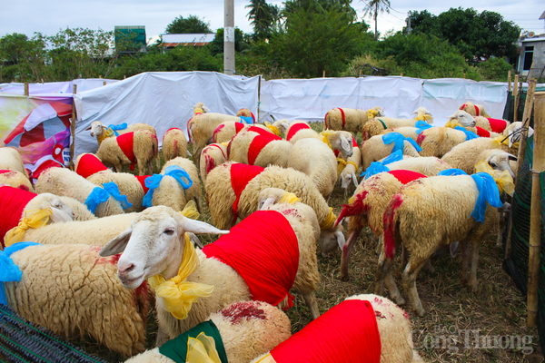 Hàng trăm chú cừu 'lên đồ', xuống phố diễu hành ở Ninh Thuận