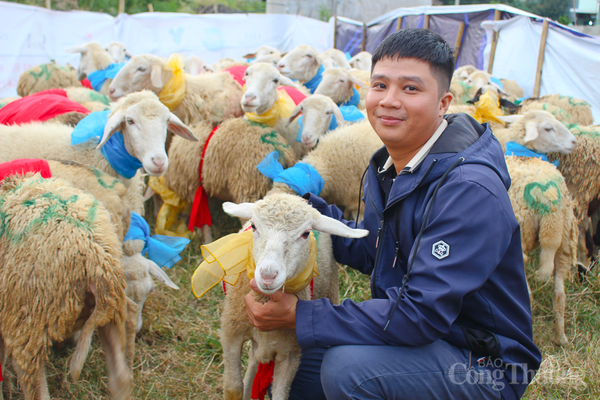 Hàng trăm chú cừu 'lên đồ', xuống phố diễu hành ở Ninh Thuận