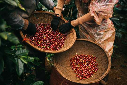 Xuất khẩu cà phê của Việt Nam sang EU năm 2021 giảm do dịch Covid-19