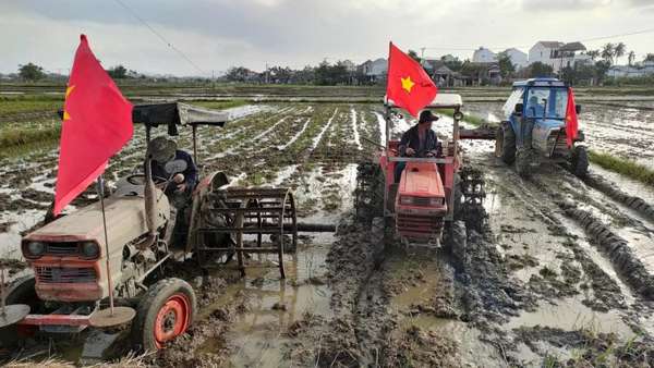 Quảng Nam: Khách Tây thích thú đội mưa cấy lúa, tát nước ở Hội An