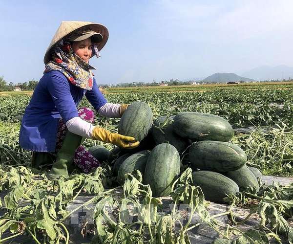 Nông dân Quảng Ngãi thu hoạch dưa hấu (nguồn TTXVN)